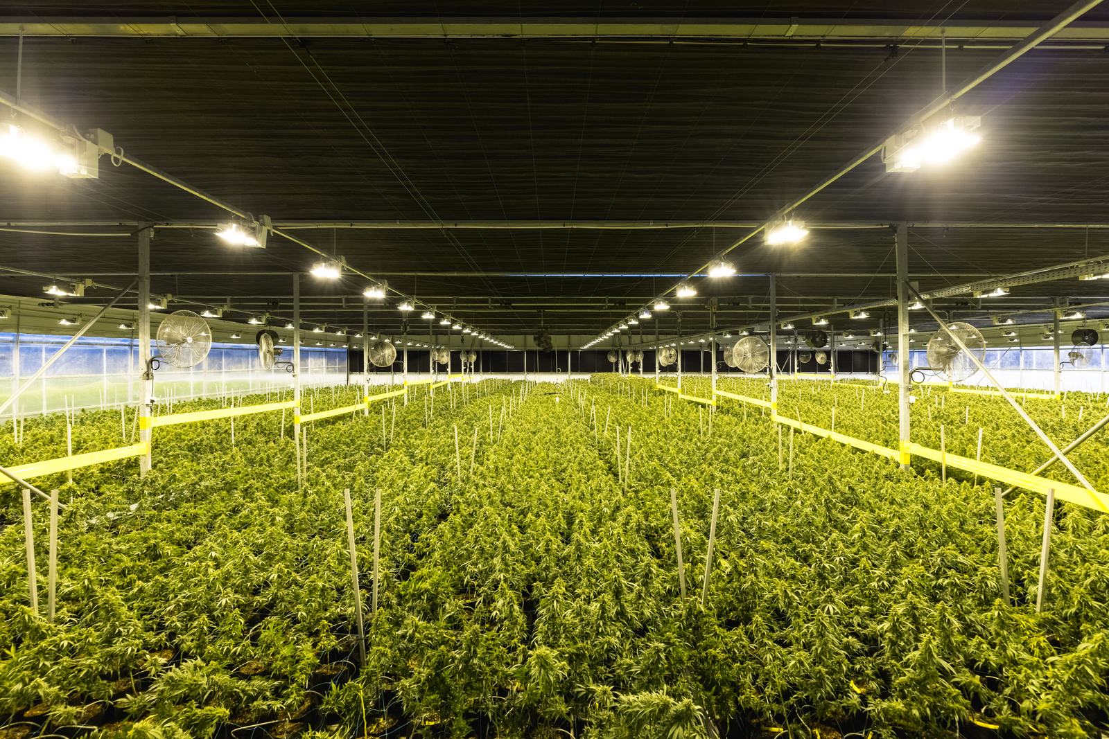 Cultivo de cannabis medicinal en invernaderos con el sistema adecuado de privación de luz