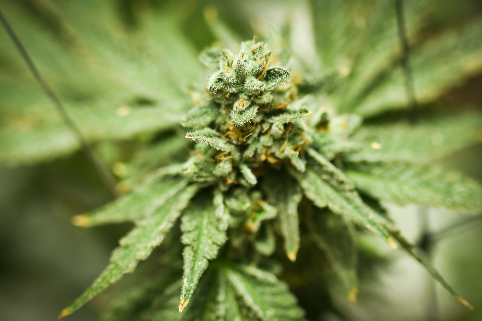 Cultivo de cannabis medicinal en invernaderos con climatización