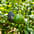 Aguacate