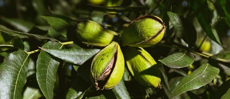 Cómo regar adecuadamente el nogal pecanero 