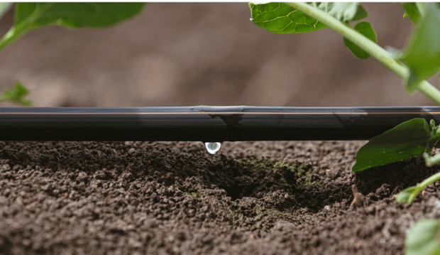 Desarrollo sostenible en la agricultura: cultivando un futuro mejor para todos