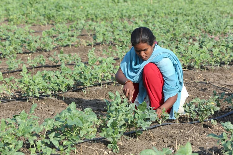  EL RIEGO POR GOTEO REVOLUCIONA LA AGRICULTURA