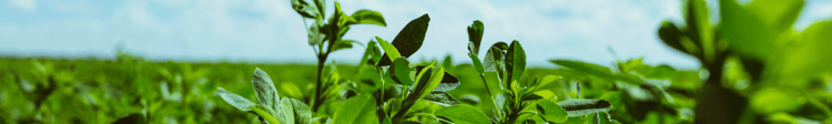 Banner El legado de Netafim™: 30 años de transformar el paisaje agrícola mexicano
