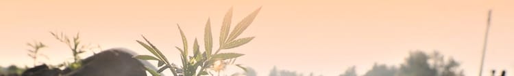 Banner El riego de precisión será clave en la agricultura sustentable