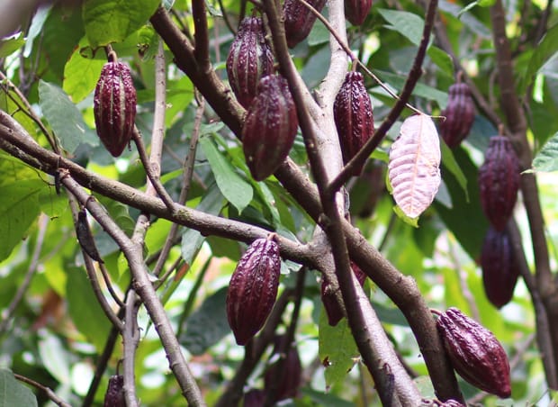 Manejo de nutrientes de la planta