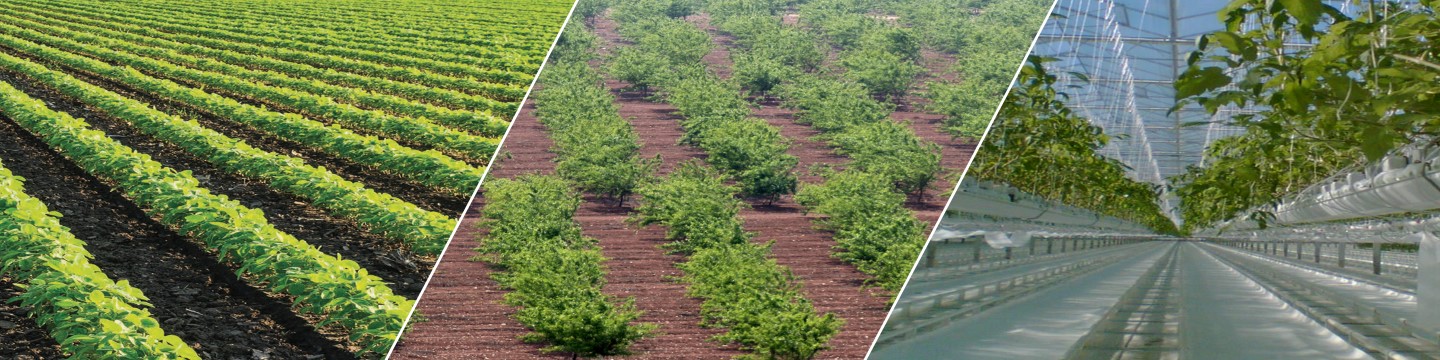 Cualquiera que sea tu cultivo, te ayudamos a crecer más con menos